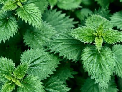 nettles